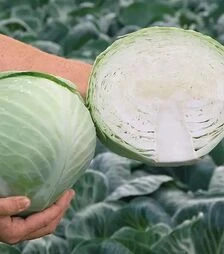 Семена белокочанной капусты Анкома F1, п.е. 1 тыс. семян (Rijk Zwaan)