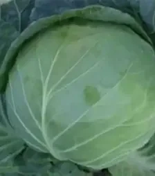 Семена белокочанной капусты Болерома F1, п.е. 2,5 тыс. семян (Rijk Zwaan)