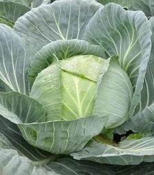Насіння білоголової капусти Джинтама F1, п.о. 1 тис. насінин (Rijk Zwaan)