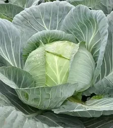 Насіння білоголової капусти Джинтама F1, п.о. 2,5 тис. насінин (Rijk Zwaan)