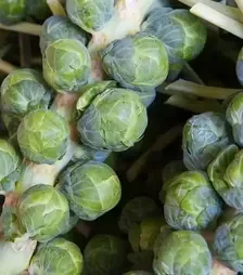 Насіння брюссельської капусти Долорес F1, п.о. 2,5 тис. насінин (Moravoseed)