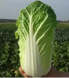 Семена пекинской капусты Эндуро F1, п.е. 2,5 тыс. семян (Takii Seed)