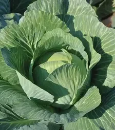 Насіння білоголової капусти Золтан F1, п.о. 2,5 тис. насінин (Hazera)