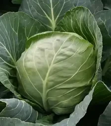Насіння білоголової капусти Етма F1, п.о. 2,5 тис. насінин (Rijk Zwaan)