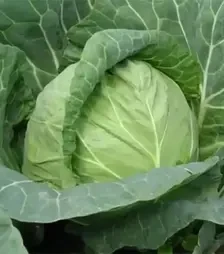 Насіння білоголової капусти Магнус F1, п.о. 2,5 тис. насінин (Hazera)