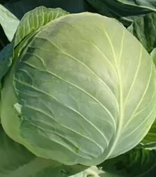 Насіння білоголової капусти Муксума F1, п.о. 1 тис. насінин (Rijk Zwaan)