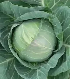 Насіння білоголової капусти Роял Вантаж F1, п.о. 1 тис. насінин (Sakata)