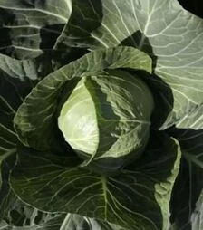 Семена белокочанной капусты Силима F1, п.е. 1 тыс. семян (Rijk Zwaan)