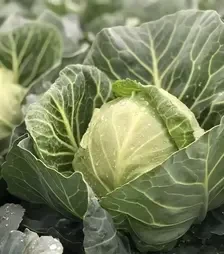Насіння білоголової капусти Сплеш Бол F1, п.о. 2,5 тис. насінин (Hazera)