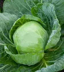 Семена белокочанной капусты Адема F1, п.е. 1 тыс. семян (Rijk Zwaan)