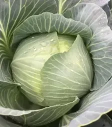 Насіння білоголової капусти Конгама F1, п.о. 1 тис. насінин (Rijk Zwaan)