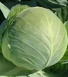 Насіння білоголової капусти Муксума F1, п.о. 2,5 тис. насінин (Rijk Zwaan)