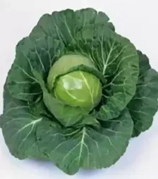 Насіння білоголової капусти Нозомі F1, п.о. 1 тис. насінин (Sakata)