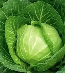 Насіння білоголової капусти Раменос F1, п.о. 10 тис. насінин (Hazera)