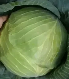 Насіння білоголової капусти Павло F1, п.о. 1 тис. насінин (Semo)