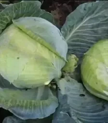 Насіння білоголової капусти Портоза F1, п.о. 1 тис. насінин (Semo)