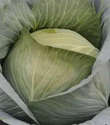 Семена белокочанной капусты Супер Экстра F1, п.е. 2,5 тыс. семян (Nasko)