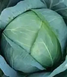 Насіння білоголової капусти Бірюза, 500 г (Коуел)