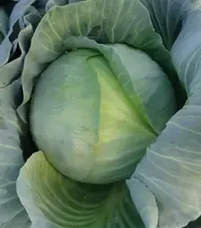 Насіння білоголової капусти Таргет F1, п.о. 2,5 тис. насінин (Moravoseed)