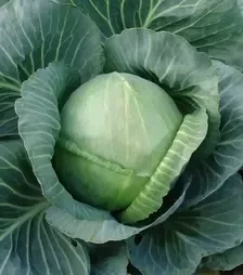 Семена белокочанной капусты Голт, 1 кг (Moravoseed)