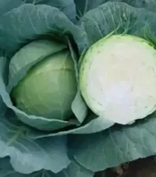 Семена белокочанной капусты Грин Бой F1, п.е. 1 тыс. семян (Sakata)