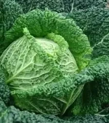 Семена савойской капусты Турмалин F1, п.е. 2,5 тыс. семян (Hazera)