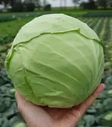 Семена белокочанной капусты Шармант F1, п.е. 1 тыс. семян (Sakata)