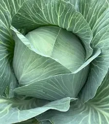 Насіння білоголової капусти Тайсон F1, п.о. 2,5 тис. насінин (Hazera)
