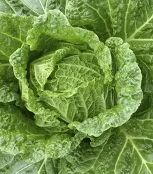 Семена пекинской капусты Капитол F1, п.е. 2,5 тыс. семян (Moravoseed)