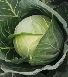Семена белокочанной капусты Байонет F1, п.е. 2500 семян (Bejo)