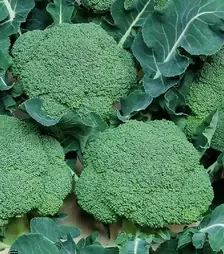 Семена капусты брокколи Белстар F1, п.е. 2500 семян (Bejo)
