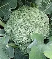 Семена капусты брокколи Бести F1, п.е. 2500 семян (Syngenta)