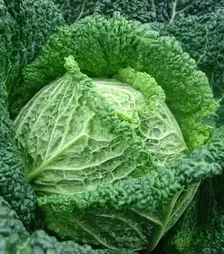 Насіння савойської капусти Блістра F1, п.о. 2500 насінин (Moravoseed)