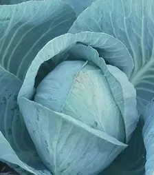 Насіння білоголової капусти Блоктор F1, п.о. 2500 насінин (Syngenta)