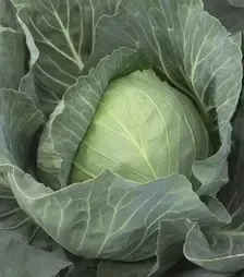 Насіння білоголової капусти Ботран F1, п.о. 2500 насінин (Bejo)