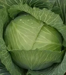 Насіння білоголової капусти Бруно F1, п.о. 2500 насінин (Bejo)