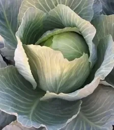 Насіння білоголової капусти Бузоні F1, п.о. 2500 насінин (Hazera)