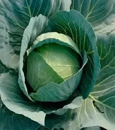 Семена белокочанной капусты Бухарест F1, п.е. 2500 семян (Seminis)