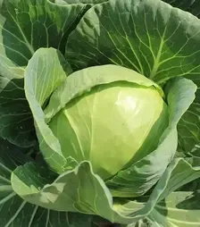 Насіння білоголової капусти Ельза F1, п.о. 2500 насінин (Asia Seed)
