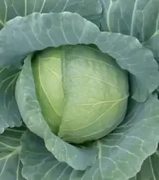 Семена белокочанной капусты Хонка F1, п.е. 2500 семян (Kitano Seeds)