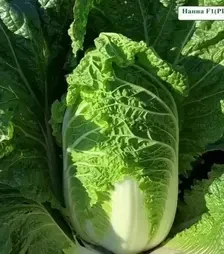 Насіння пекінської капусти Нанна F1, п.о. 2500 насінин (Asia Seed)