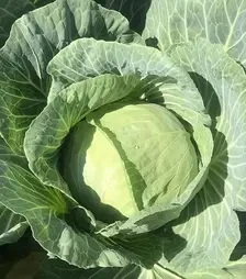 Семена белокочанной капусты Вермонт F1, п.е. 2500 семян (Spark Seeds)