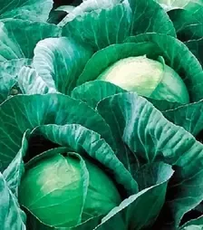 Семена белокочанной капусты Вестри F1, п.е. 2500 семян (Seminis)