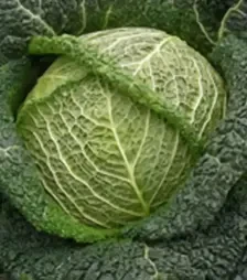 Насіння савойської капусти Віроса F1, п.о. 2500 насінин (Bejo)