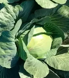 Насіння білоголової капусти Вісконт F1, п.о. 2500 насінин (Clause)