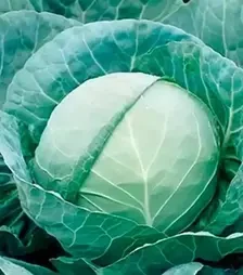 Семена белокочанной капусты Галикан F1, п.е. 2500 семян (Syngenta)