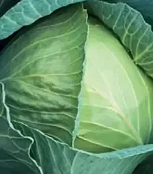 Насіння білоголової капусти Глорія Стар F1, п.о. 2500 насінин (Syngenta)