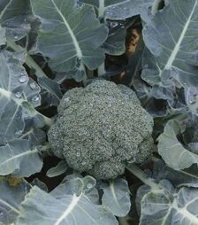 Семена капусты брокколи Гонгга F1, п.е. 2500 семян (Syngenta)