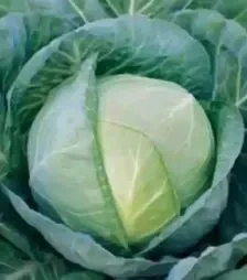 Семена белокочанной капусты Грегориан F1, п.е. 2500 семян (Syngenta)