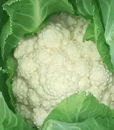 Насіння цвітної капусти Дельта, 1 кг (Moravoseed)